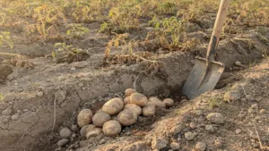 En Alsace, l’Ifla prévoit des rendements de pommes de terre réduits par la chaleur et le manque d’eau