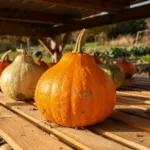 Les anciens ne rentraient jamais leurs courges sitôt récoltées : du potimarron jusqu’au printemps